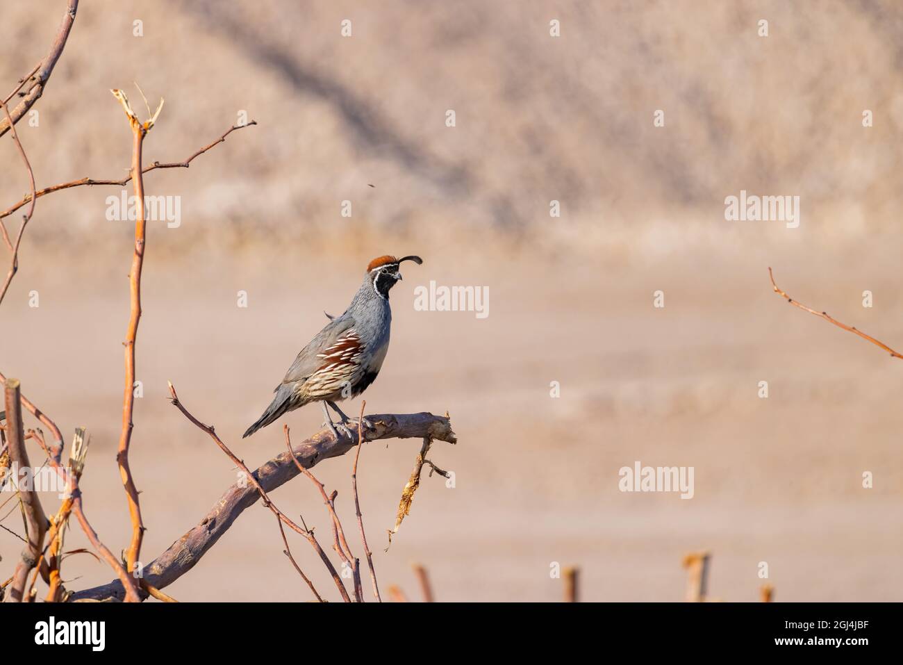 Gros plan de l'adorable oiseau Quail au Nevada Banque D'Images