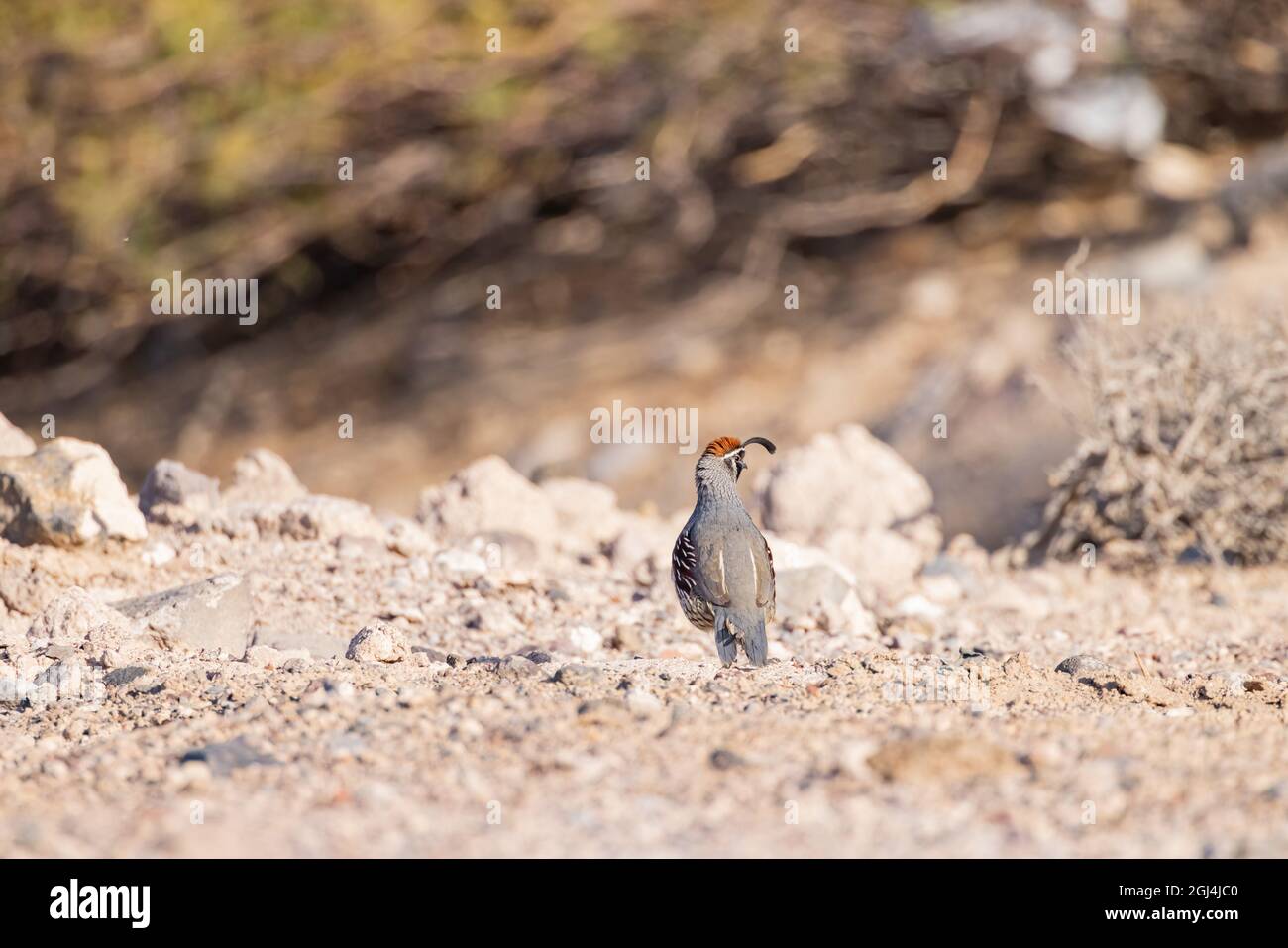 Gros plan de l'adorable oiseau Quail au Nevada Banque D'Images