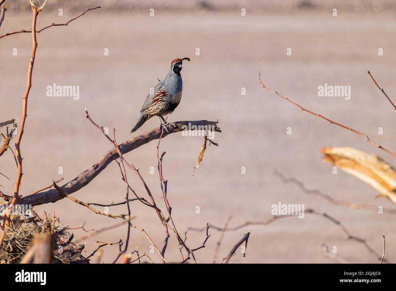 Gros plan de l'adorable oiseau Quail au Nevada Banque D'Images