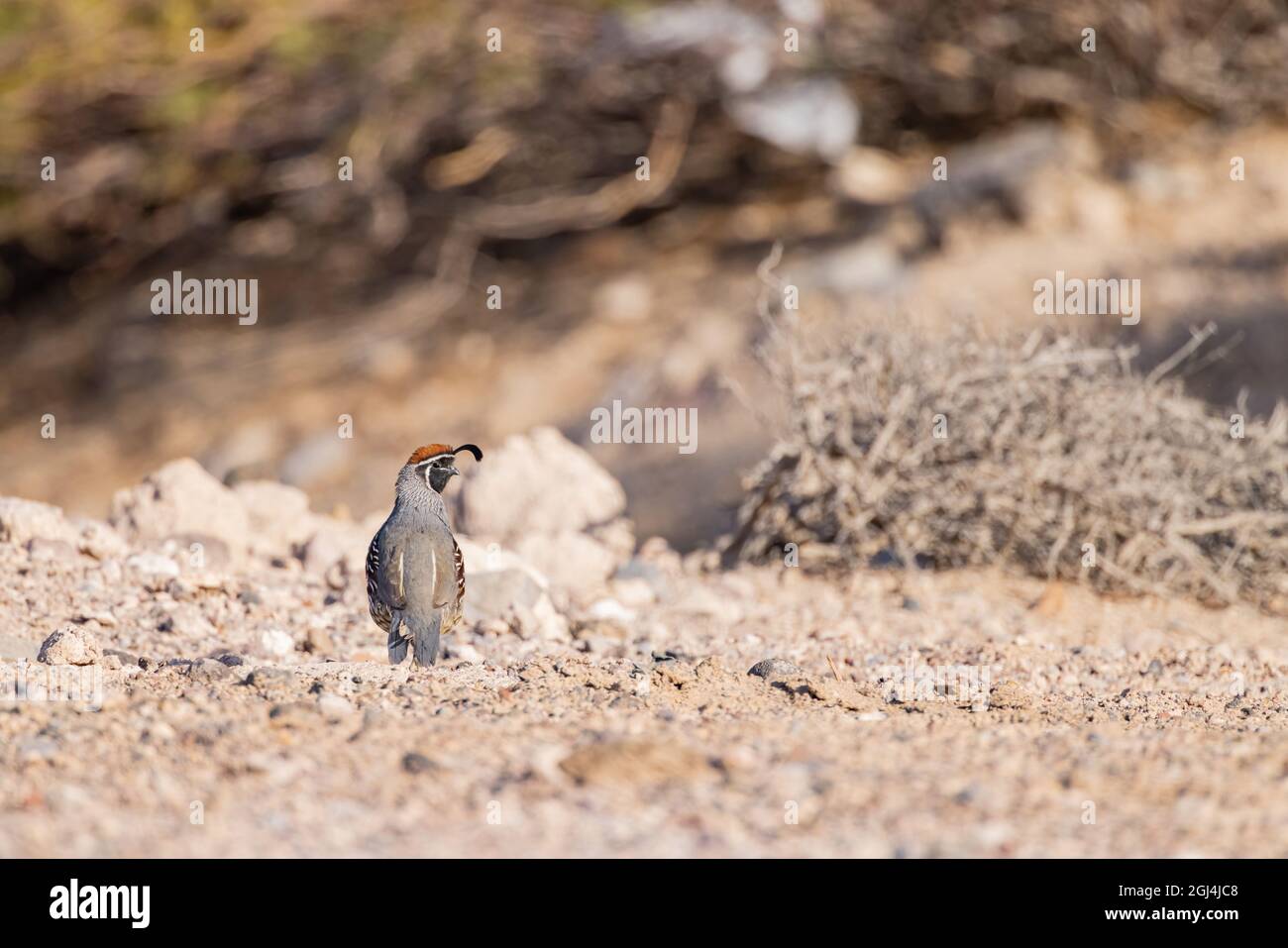 Gros plan de l'adorable oiseau Quail au Nevada Banque D'Images