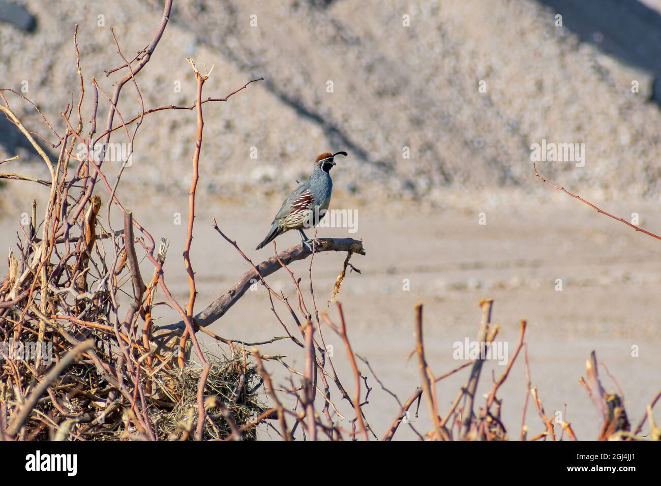 Gros plan de l'adorable oiseau Quail au Nevada Banque D'Images