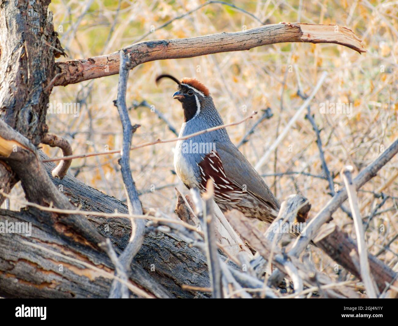 Gros plan de l'adorable oiseau Quail au Nevada Banque D'Images