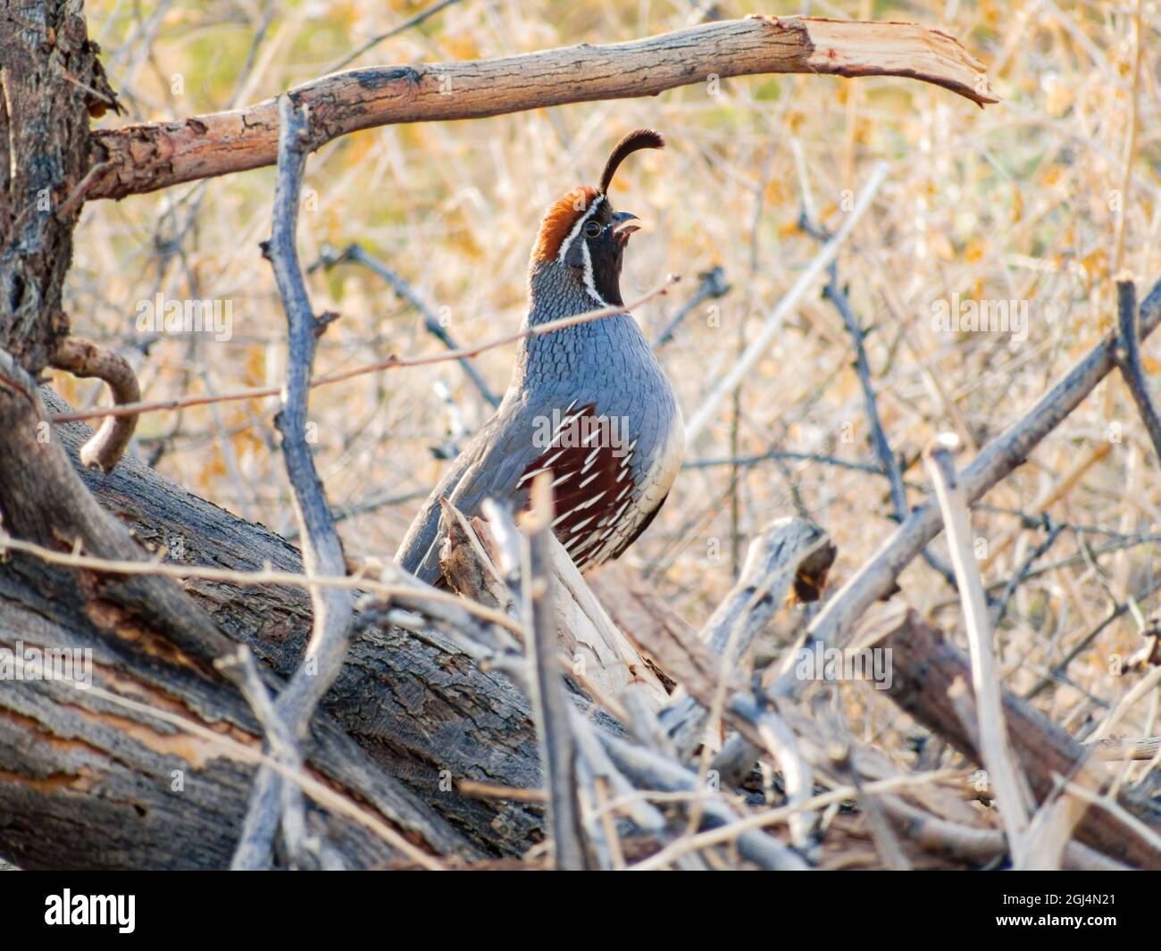 Gros plan de l'adorable oiseau Quail au Nevada Banque D'Images
