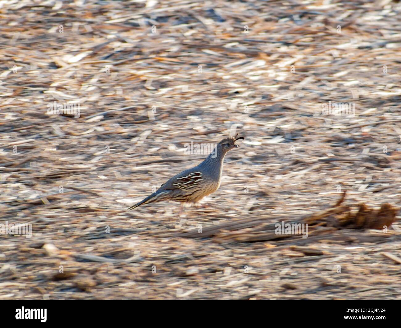 Gros plan sur le joli oiseau Quail courant au Nevada Banque D'Images