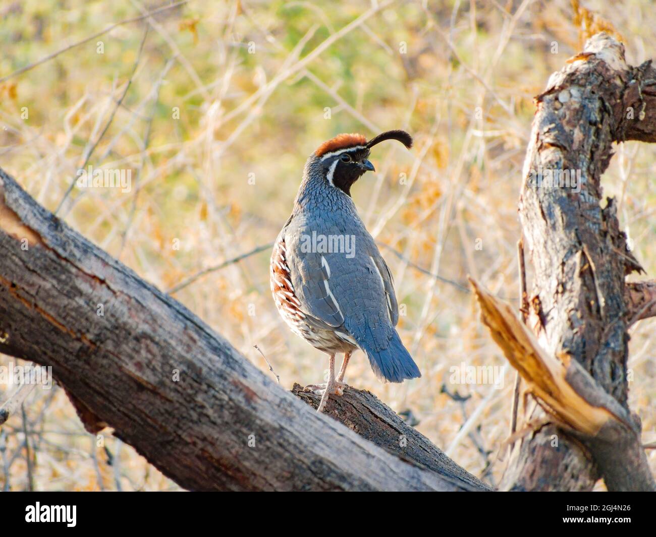Gros plan de l'adorable oiseau Quail au Nevada Banque D'Images