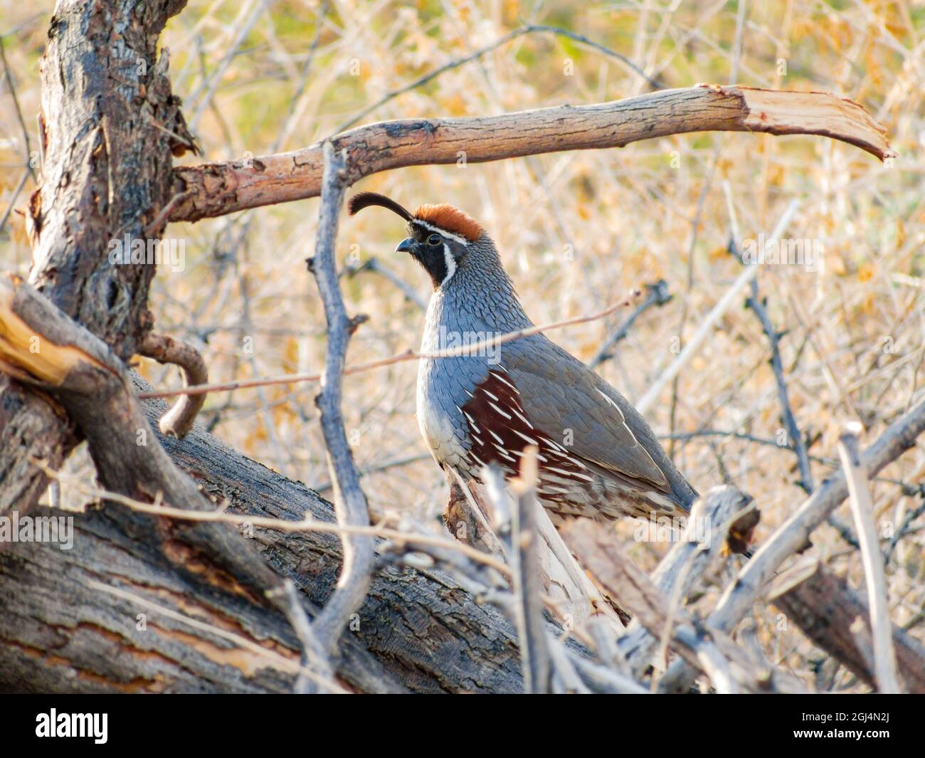 Gros plan de l'adorable oiseau Quail au Nevada Banque D'Images