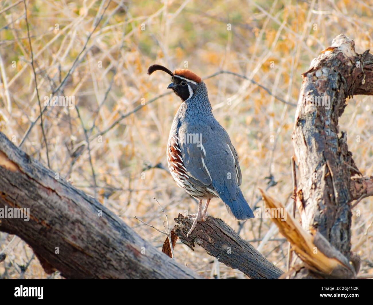 Gros plan de l'adorable oiseau Quail au Nevada Banque D'Images
