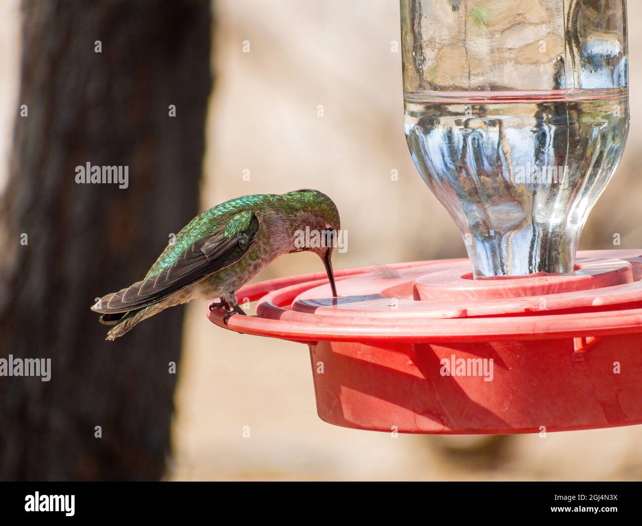 Gros plan d'un adorable colibri sur un mangeoire à oiseaux à Las Vegas,  Nevada Photo Stock - Alamy