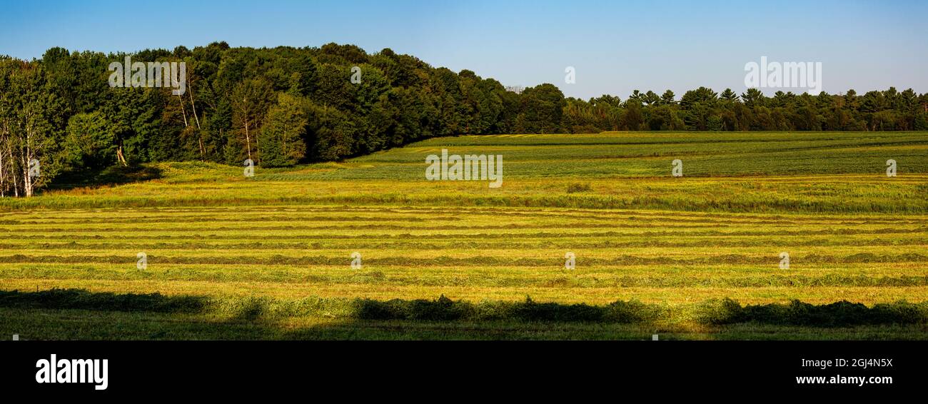 Strip culture sur un champ de ferme du Wisconsin en août, panoramique Banque D'Images