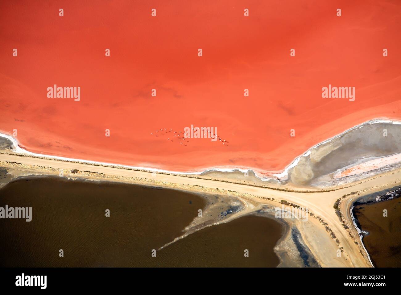 France.Gard (30) Litttle Camargue.Près d'Aigues-mortes.Vol de flamants roses au-dessus des marais salants Banque D'Images