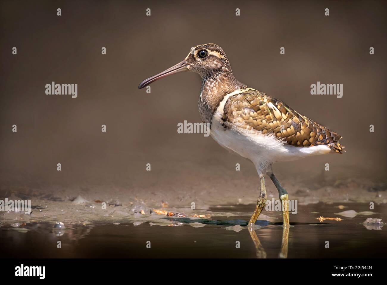 Image d'un grand oiseau de bécassine peint (Rostratula benghalensis) à la recherche de nourriture dans le marais sur fond de nature. Oiseau. Animaux. Banque D'Images