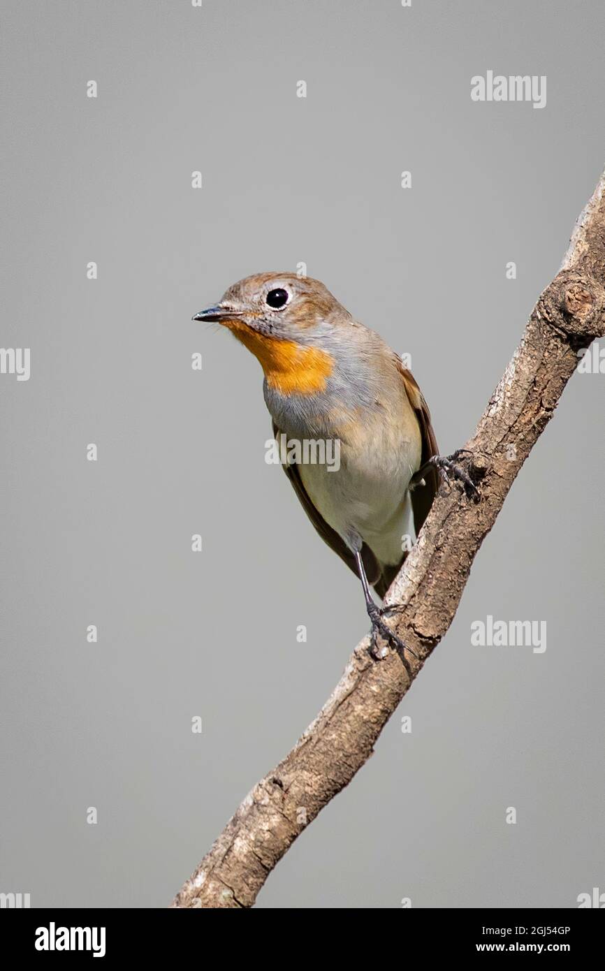 Image d'oiseau de Moucherolle de la taïga ou de Moucherolle à gorge rouge (Ficedula albicilla) sur une branche d'arbre sur fond de nature. Oiseaux. Animal. Banque D'Images