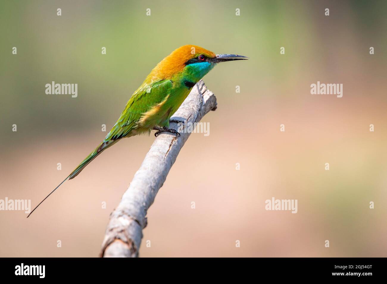 Image d'un oiseau vert (Merops orientalis) sur une branche d'arbre sur fond de nature. Oiseau. Animaux. Banque D'Images