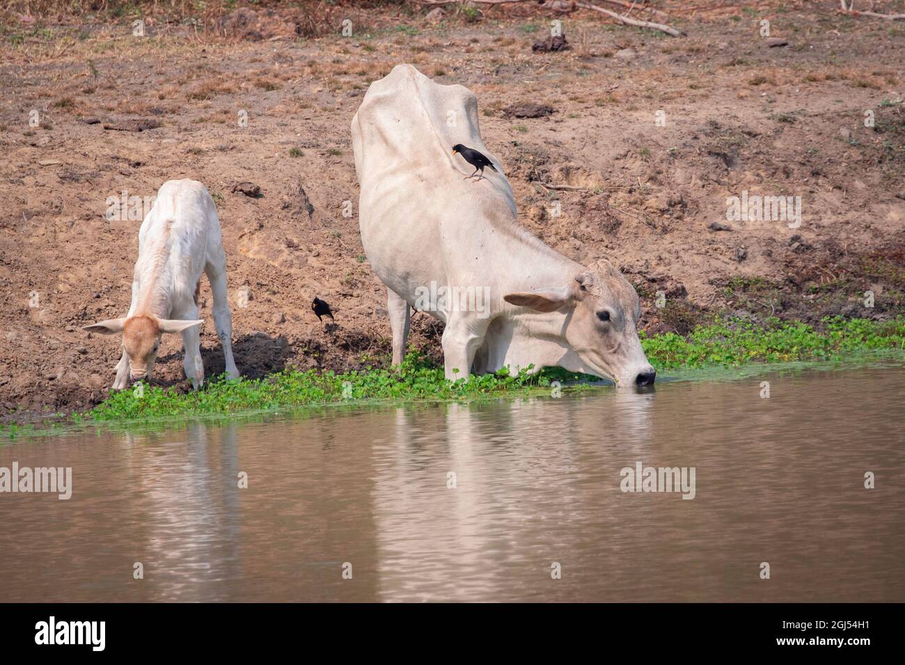 Image des vaches qui boivent de l'eau dans le marais sur fond de nature. Animal de ferme. Banque D'Images