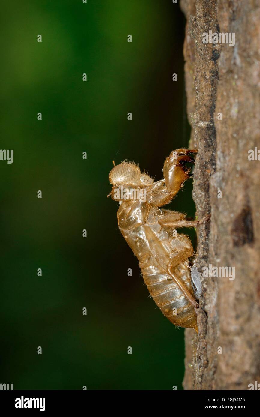 Image de cicada moting sur arbre., insecte. Animal. Banque D'Images