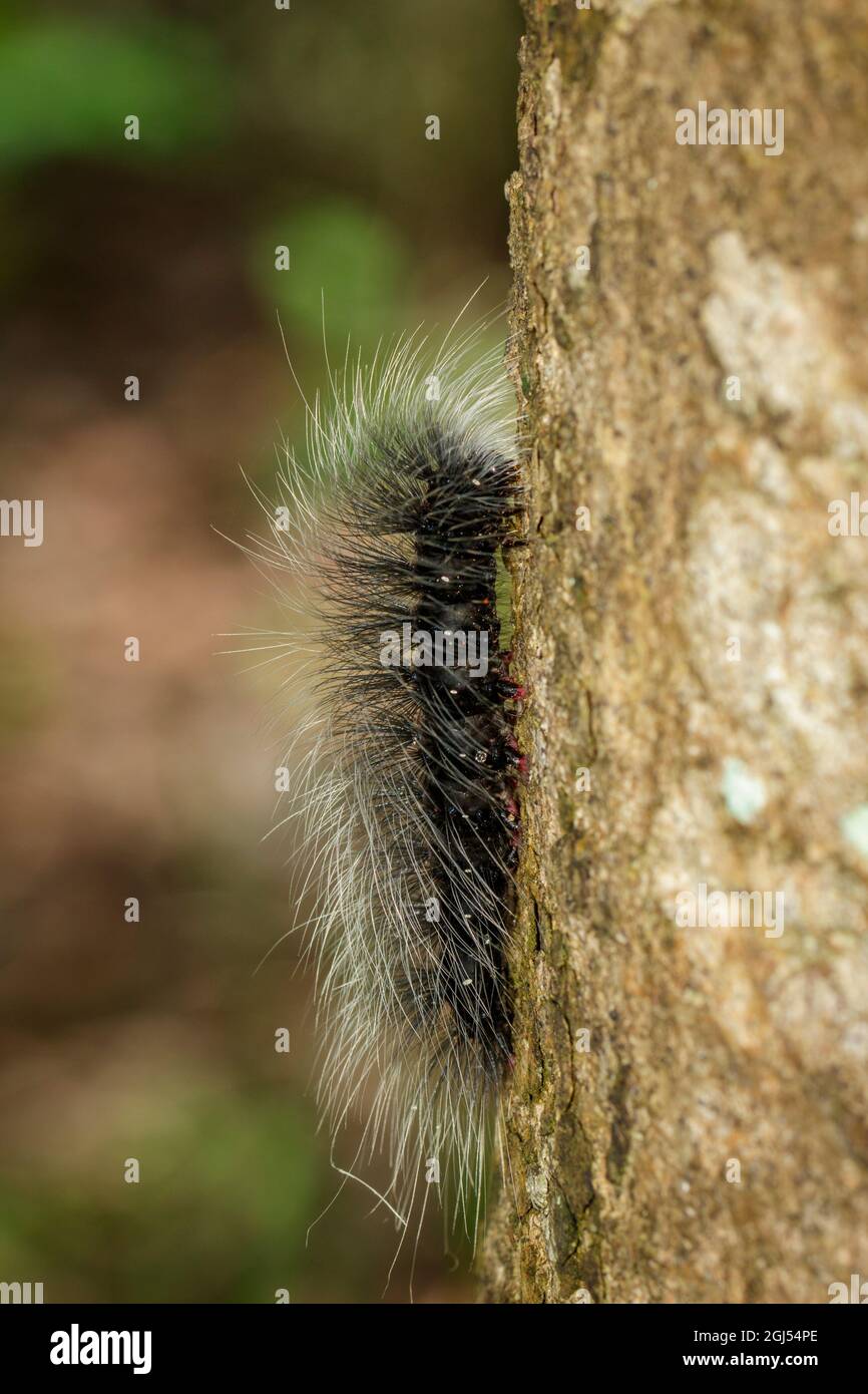 Image de la chenille noire (Eupterote tetacea) avec des cheveux blancs sur la branche. Insecte,. Animal. Banque D'Images