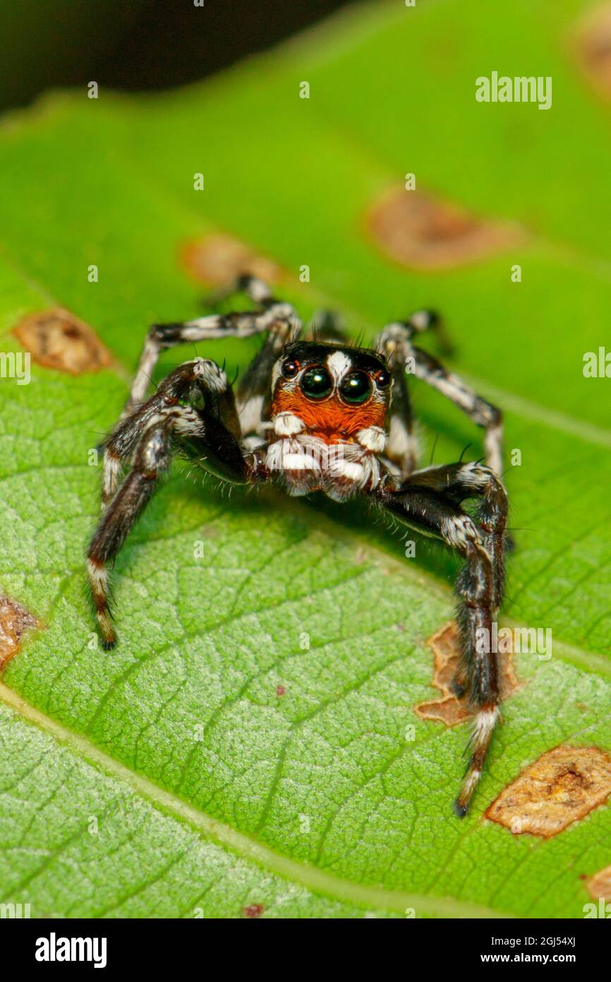 Image des araignées sauteuses (Salticidae) sur les feuilles vertes. Insecte. Animal Banque D'Images