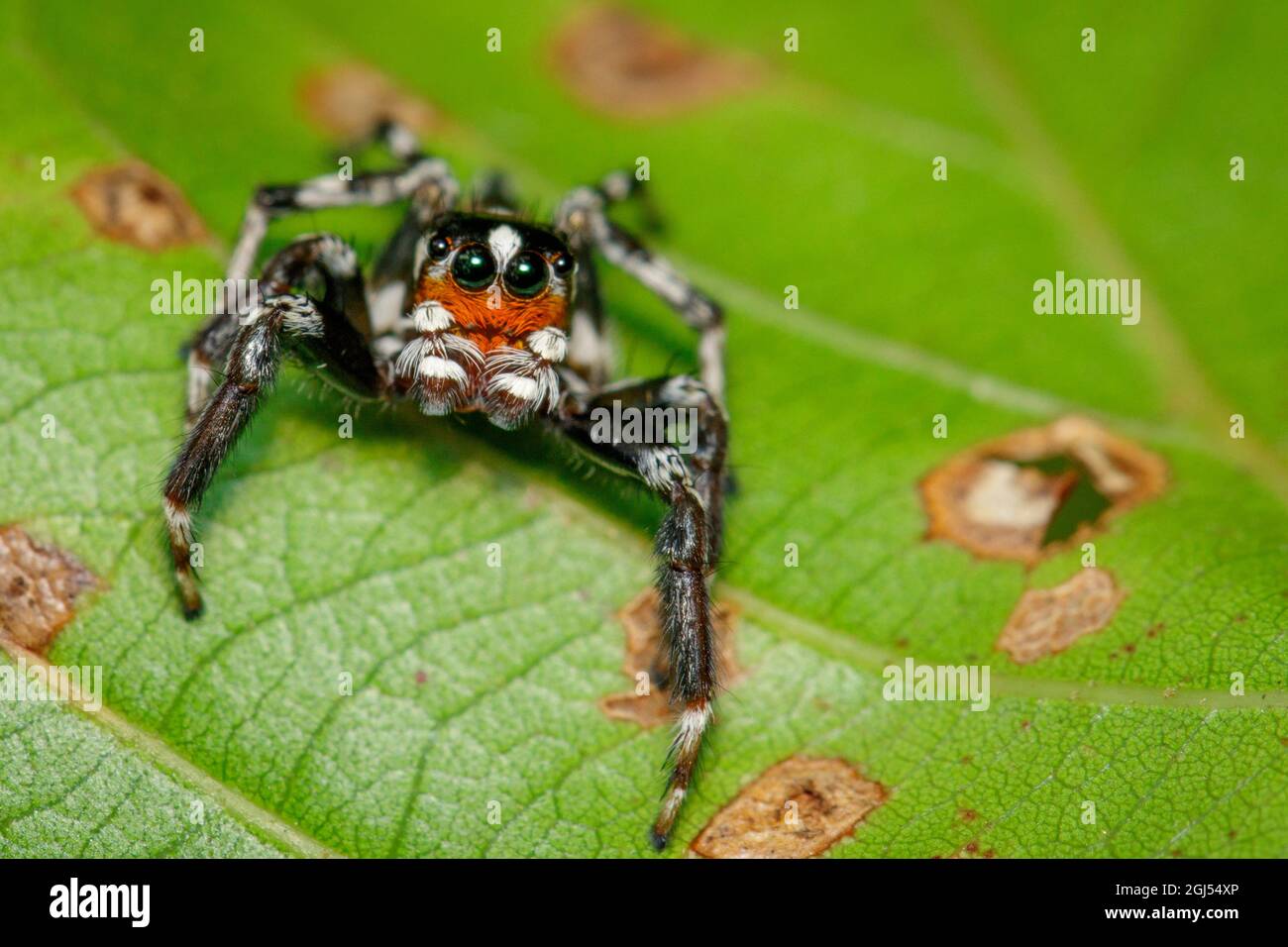 Image des araignées sauteuses (Salticidae) sur les feuilles vertes. Insecte. Animal Banque D'Images