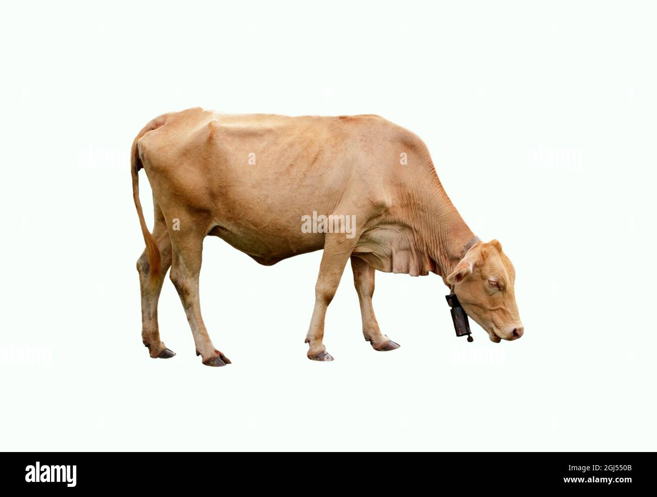 Image de vache brune isolée sur fond blanc. Animaux de ferme. Banque D'Images