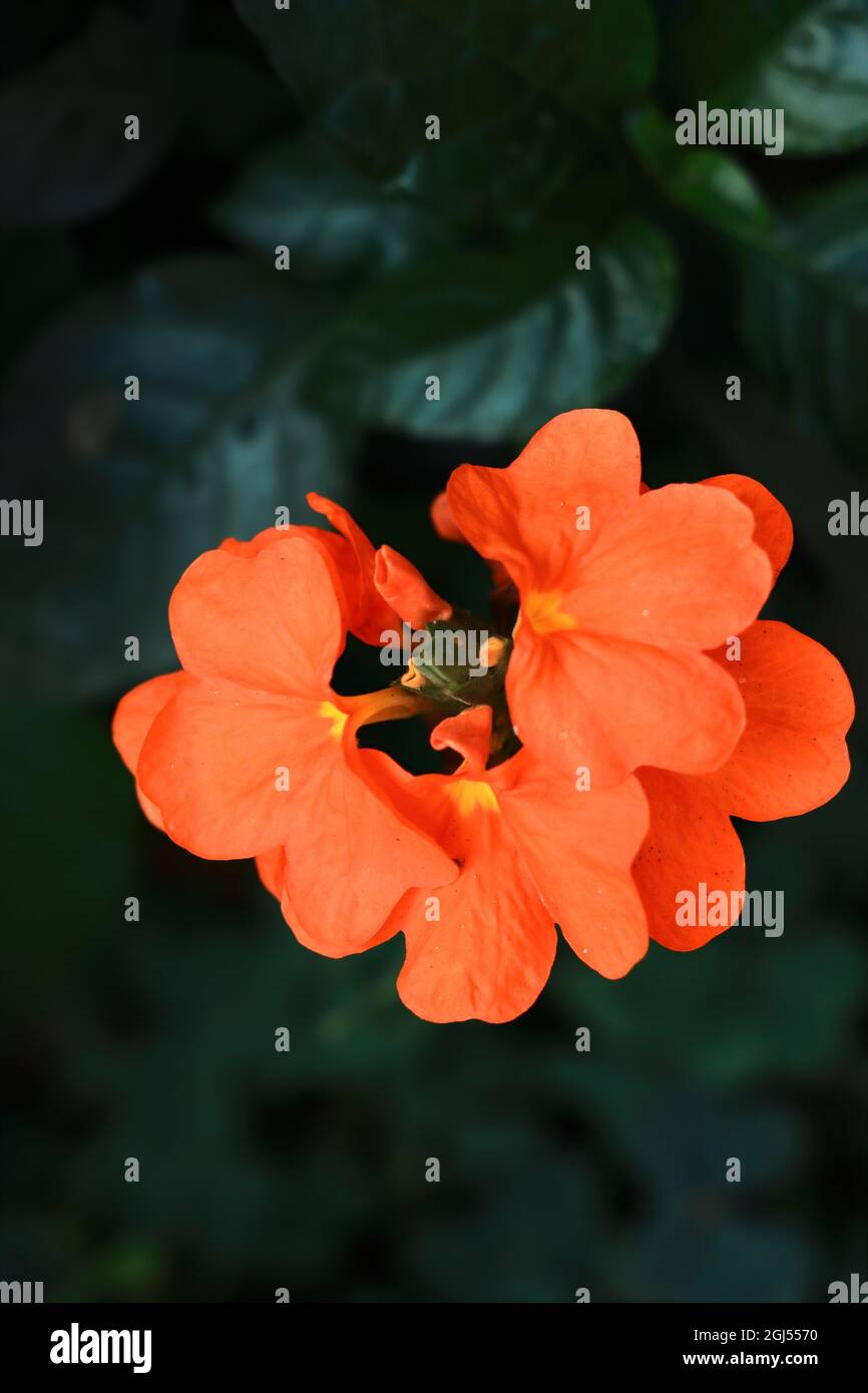 fleur de crossandra de couleur orange au printemps Banque D'Images