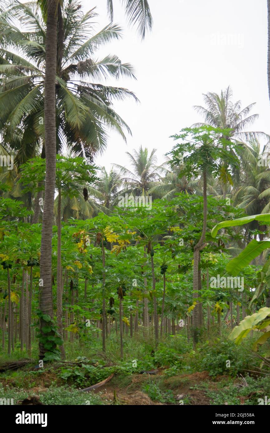 Paysage de fermes de cocotiers, banane et papaye - Salalah 2021, Oman. Le format de fichier brut est disponible Banque D'Images