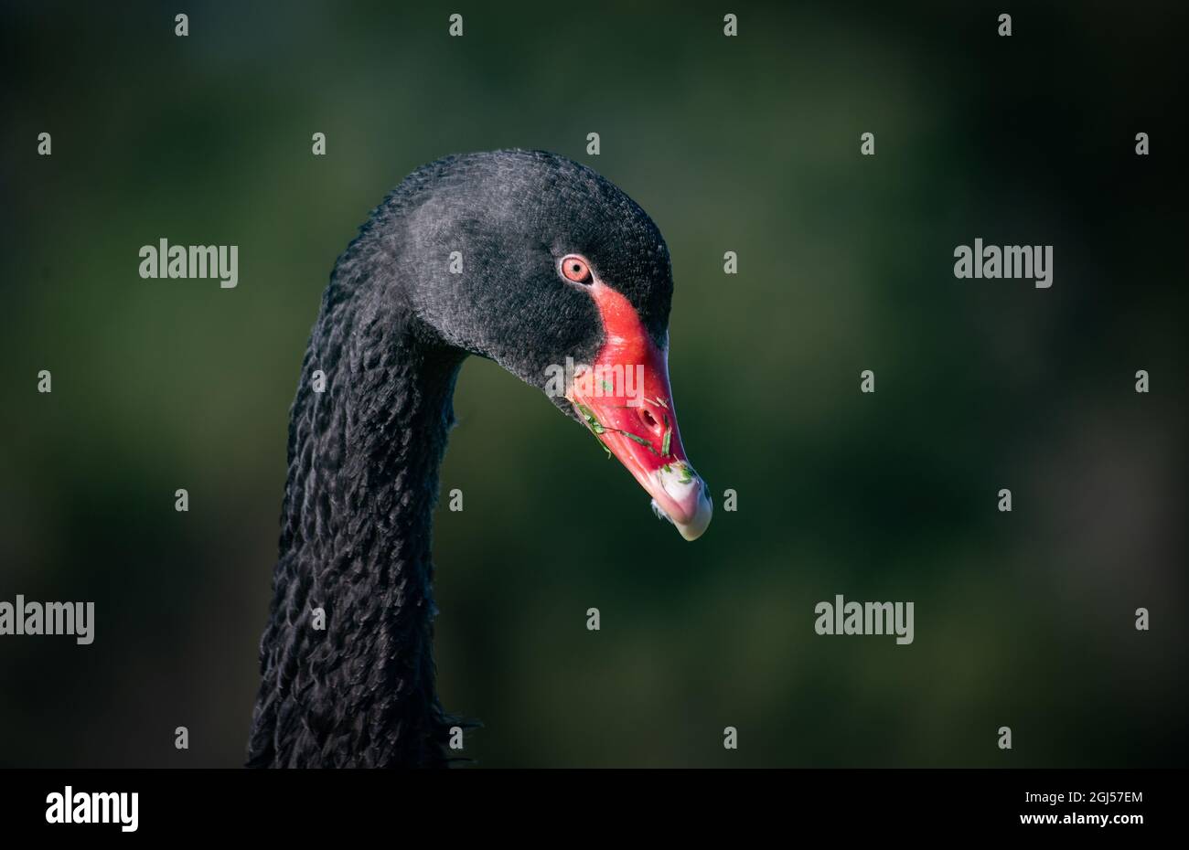 Un cygne noir sauvage avec bec rouge vif à Albert Park, Melbourne, Australie. Banque D'Images