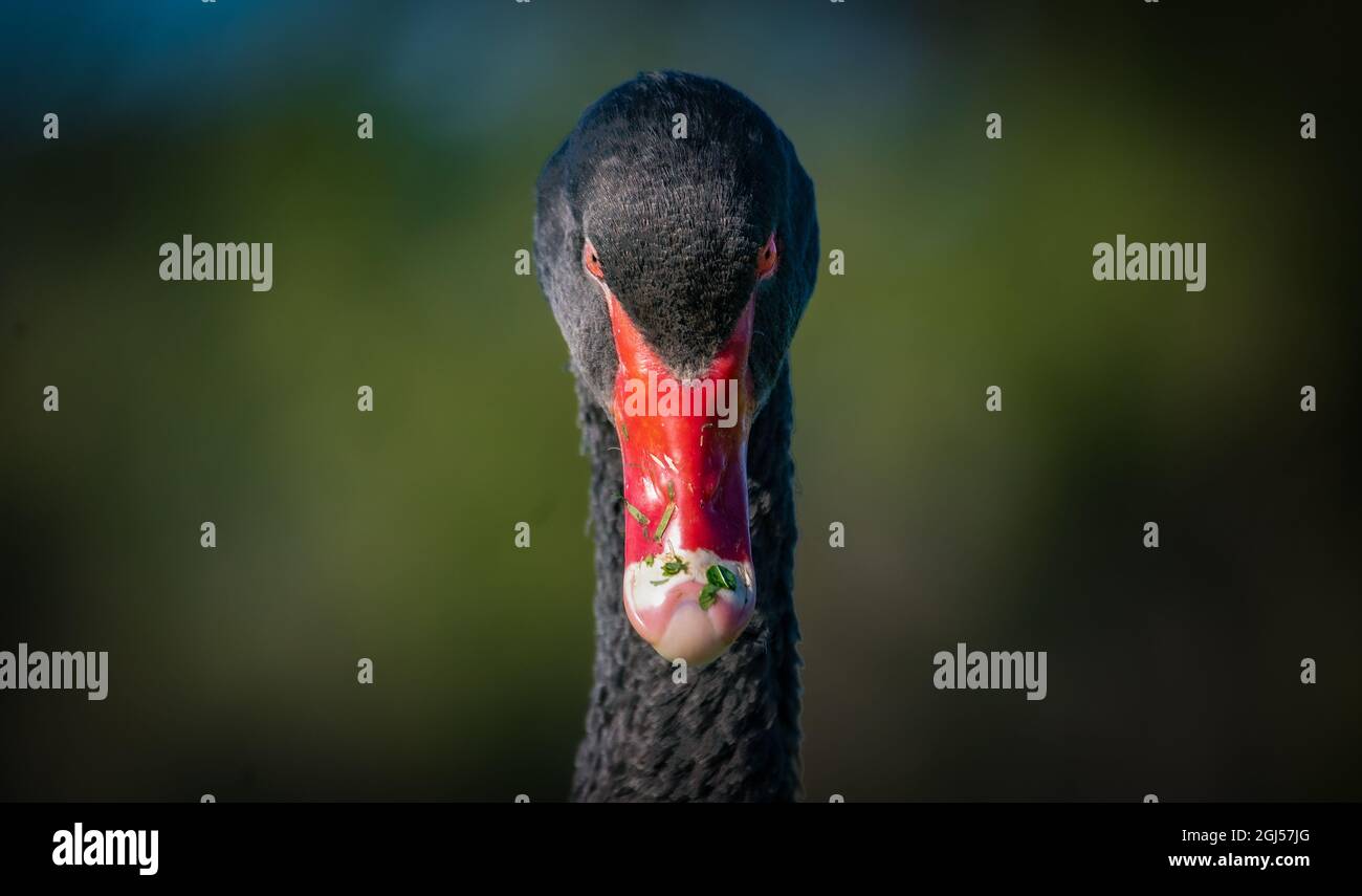 Un cygne noir sauvage avec bec rouge vif à Albert Park, Melbourne, Australie. Banque D'Images