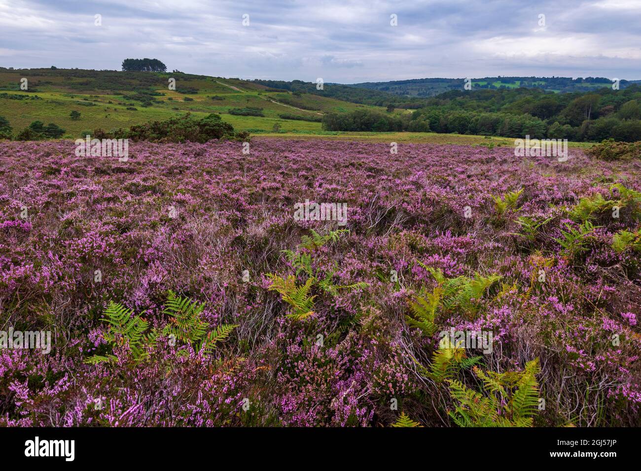 Août chiné violet sur la lande à Old Lodge Ashdown Forest East Sussex, sud-est de l'Angleterre Banque D'Images