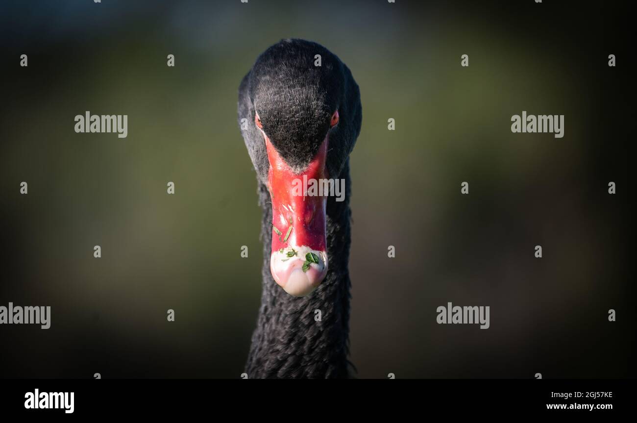 Un cygne noir sauvage avec bec rouge vif à Albert Park, Melbourne, Australie. Banque D'Images