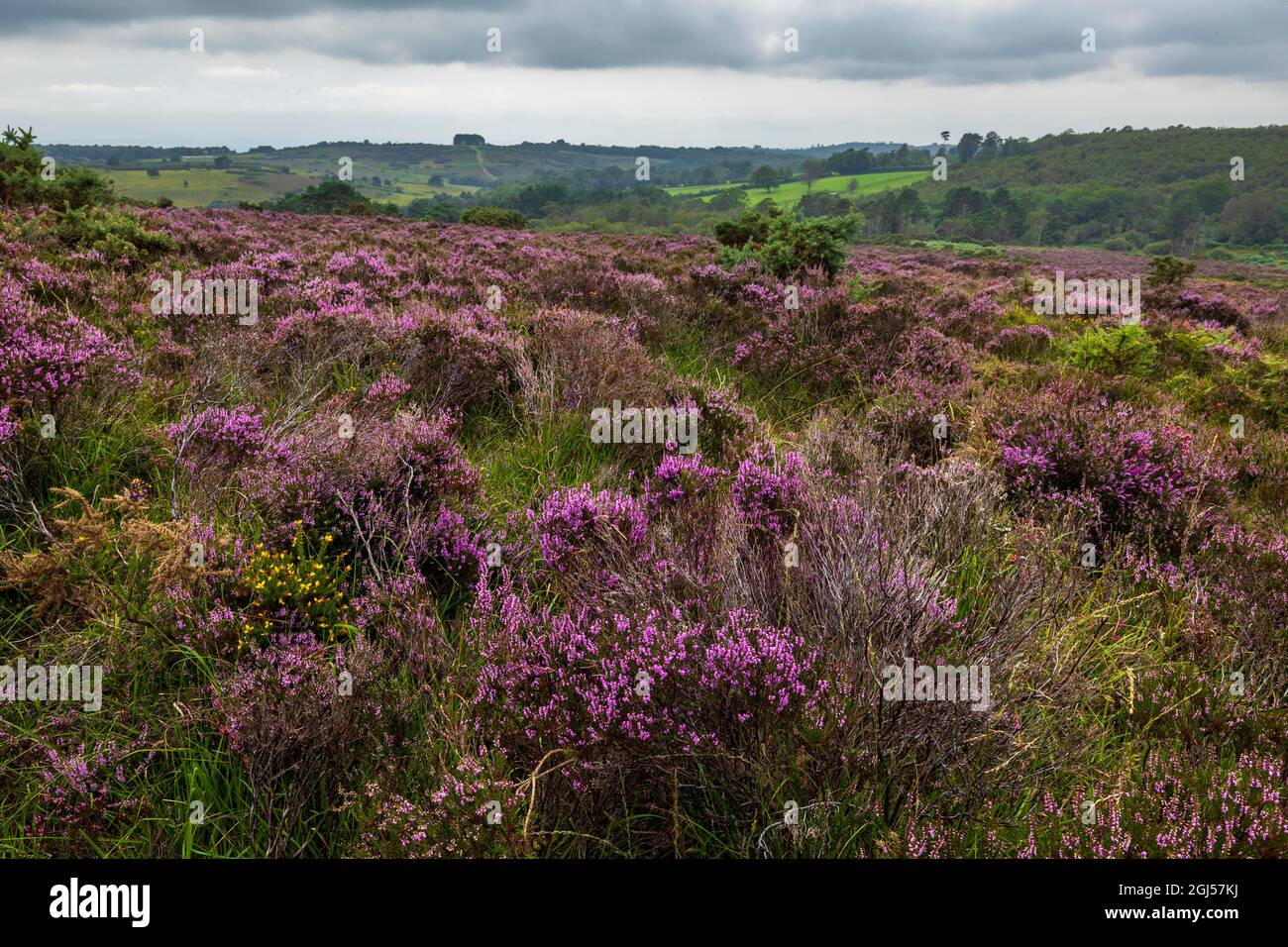 Août chiné violet sur la lande à Old Lodge Ashdown Forest East Sussex, sud-est de l'Angleterre Banque D'Images