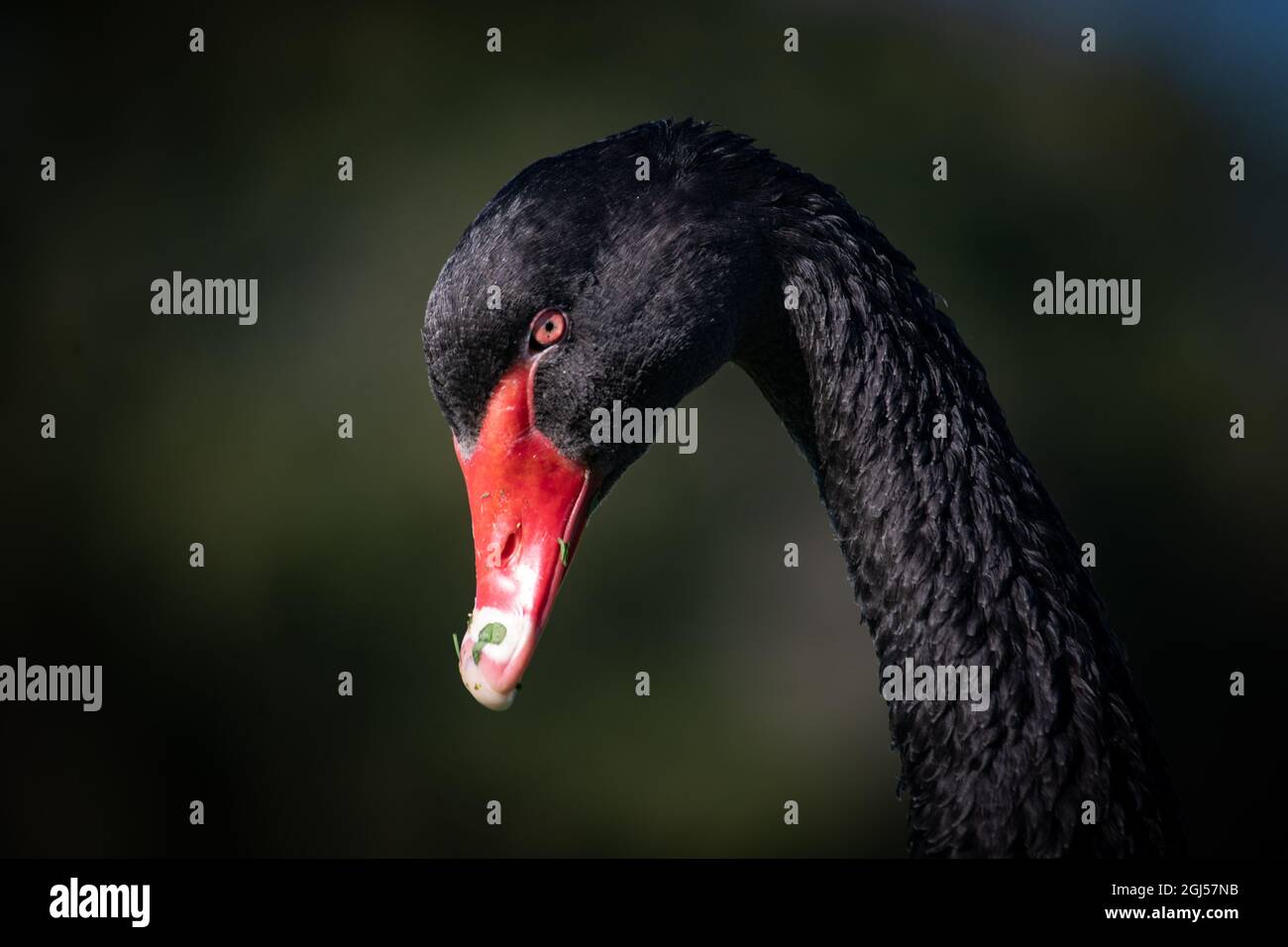 Un cygne noir sauvage avec bec rouge vif à Albert Park, Melbourne, Australie. Banque D'Images