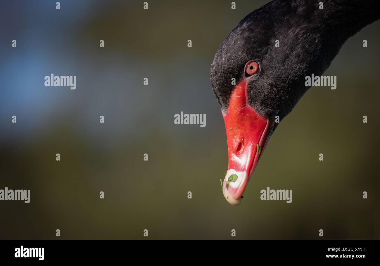 Un cygne noir sauvage avec bec rouge vif à Albert Park, Melbourne, Australie. Banque D'Images