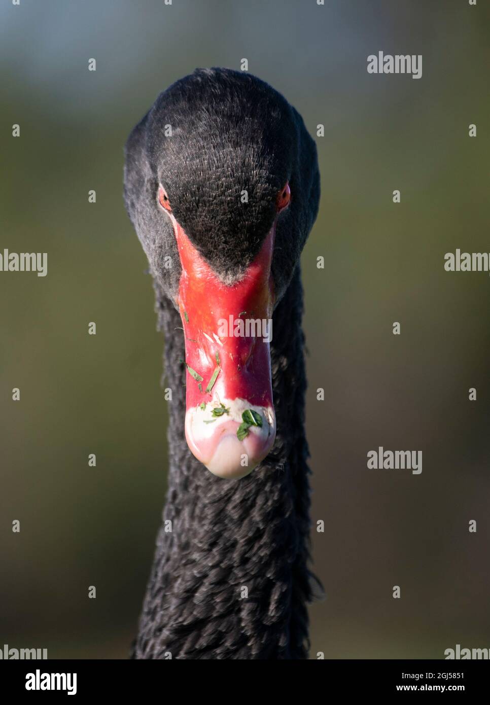 Un cygne noir sauvage avec bec rouge vif à Albert Park, Melbourne, Australie. Banque D'Images