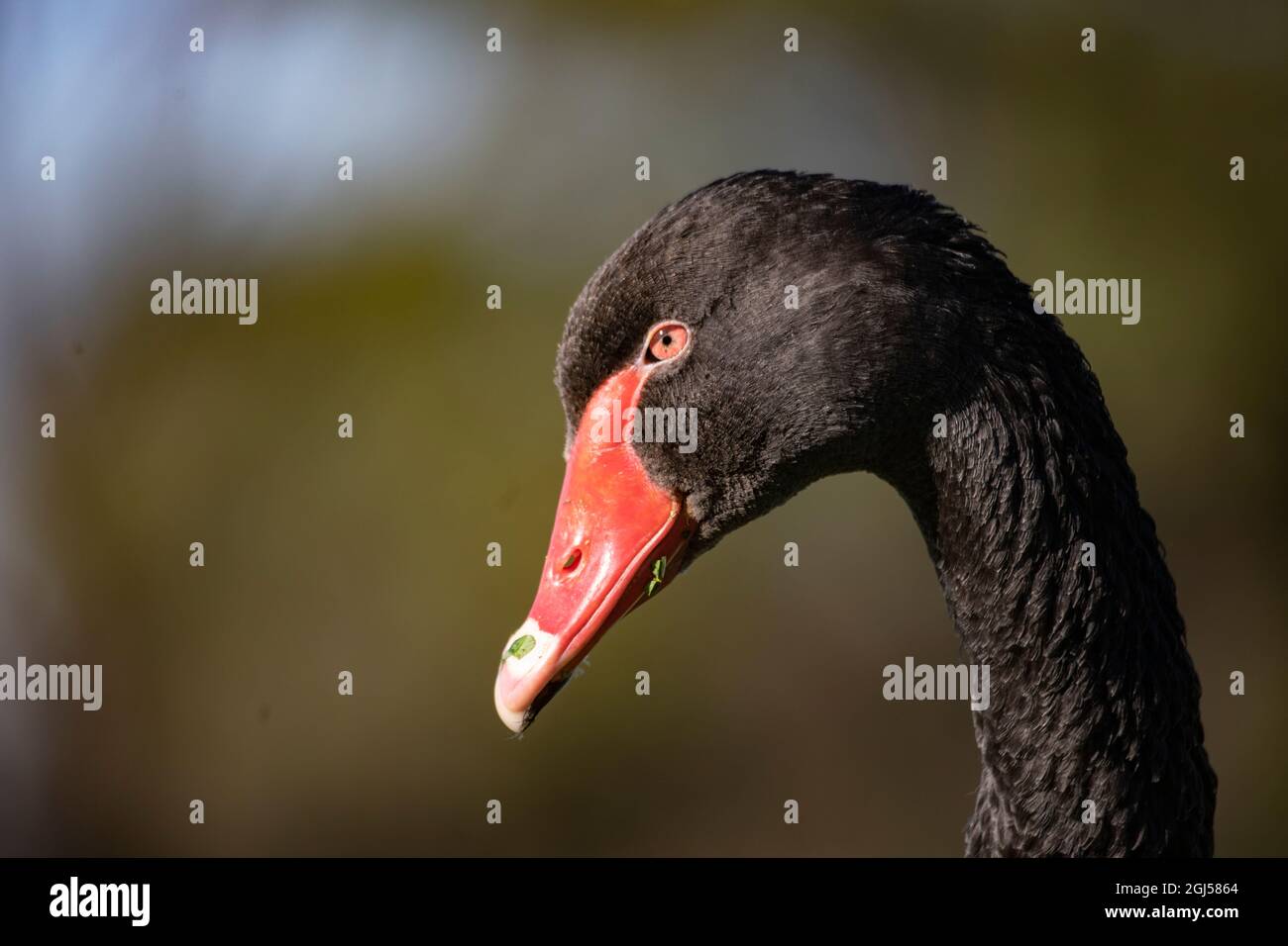 Un cygne noir sauvage avec bec rouge vif à Albert Park, Melbourne, Australie. Banque D'Images