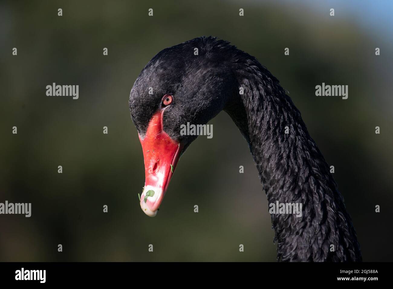 Un cygne noir sauvage avec bec rouge vif à Albert Park, Melbourne, Australie. Banque D'Images