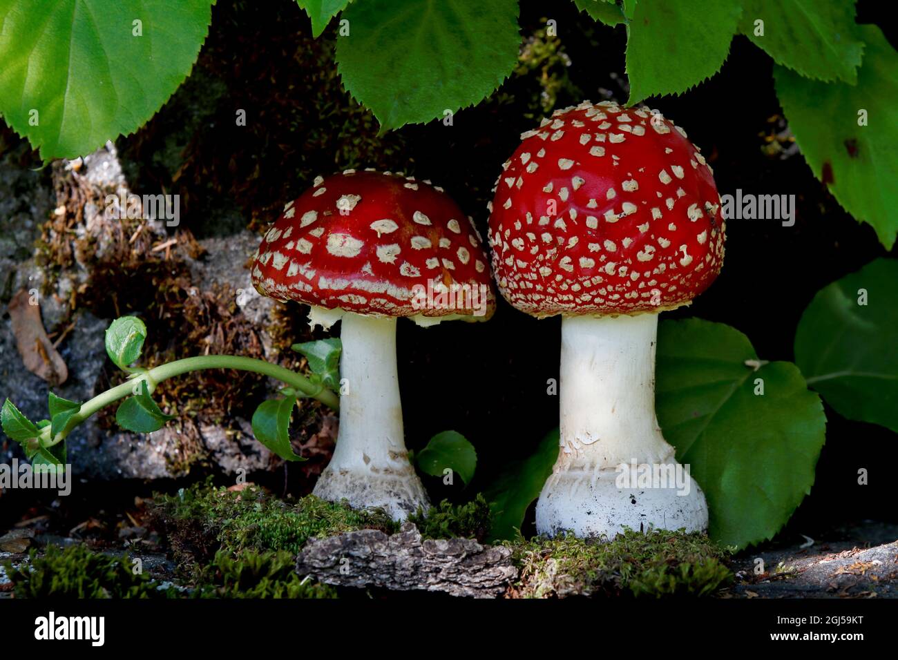 Deux magnifiques champignons agariques de mouche rouge en arrangement Banque D'Images
