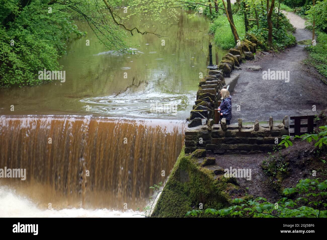Femme regardant l'eau à écoulement rapide Brown Cascading au-dessus du Weir sur Ellar Beck dans le long Dam, Skipton Woods, Skipton, North Yorkshire, Angleterre, ROYAUME-UNI. Banque D'Images