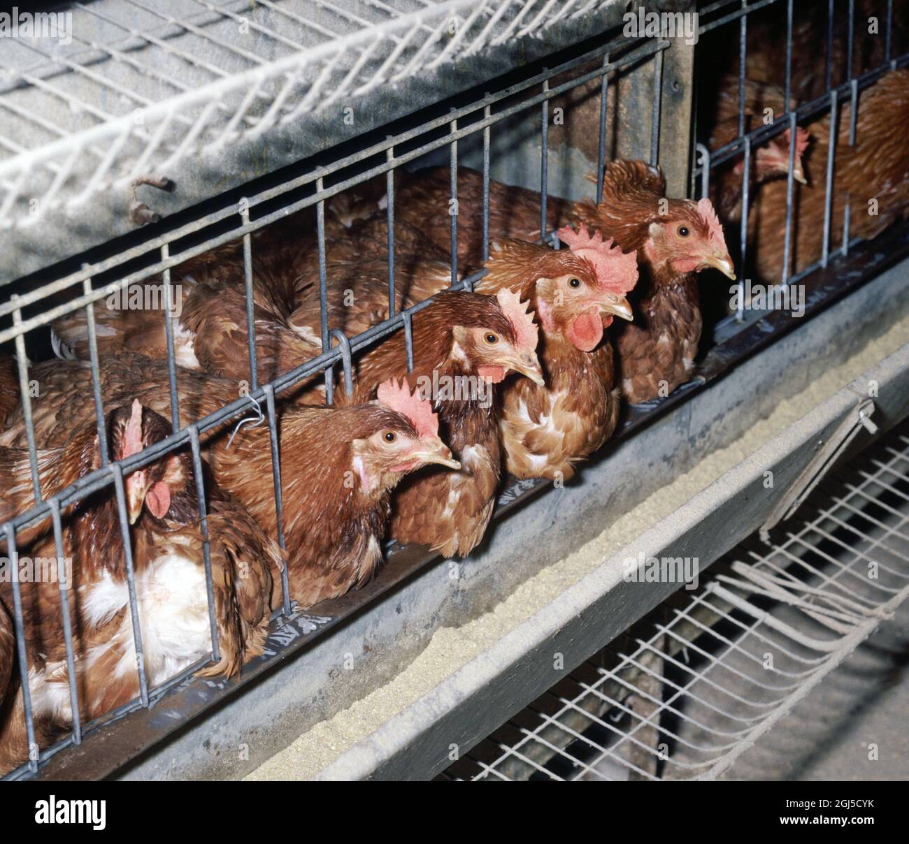 Poules en batterie (brun isa) poules pondeuses dans des cages confinées avec une certaine perte de plumes, montre l'accès à la cuvette d'alimentation Banque D'Images