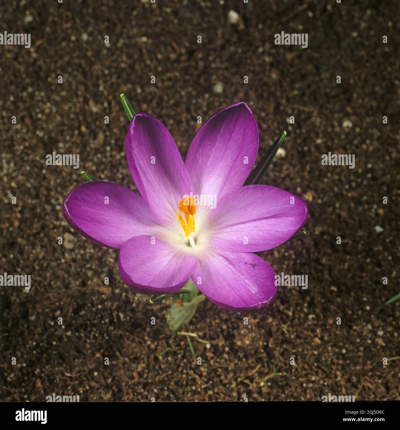 Cinquième d'une série de photographies montrant le bourgeon d'un crocus de prurple (Crocus sp.) ouverture de fleur - fond de sol Banque D'Images