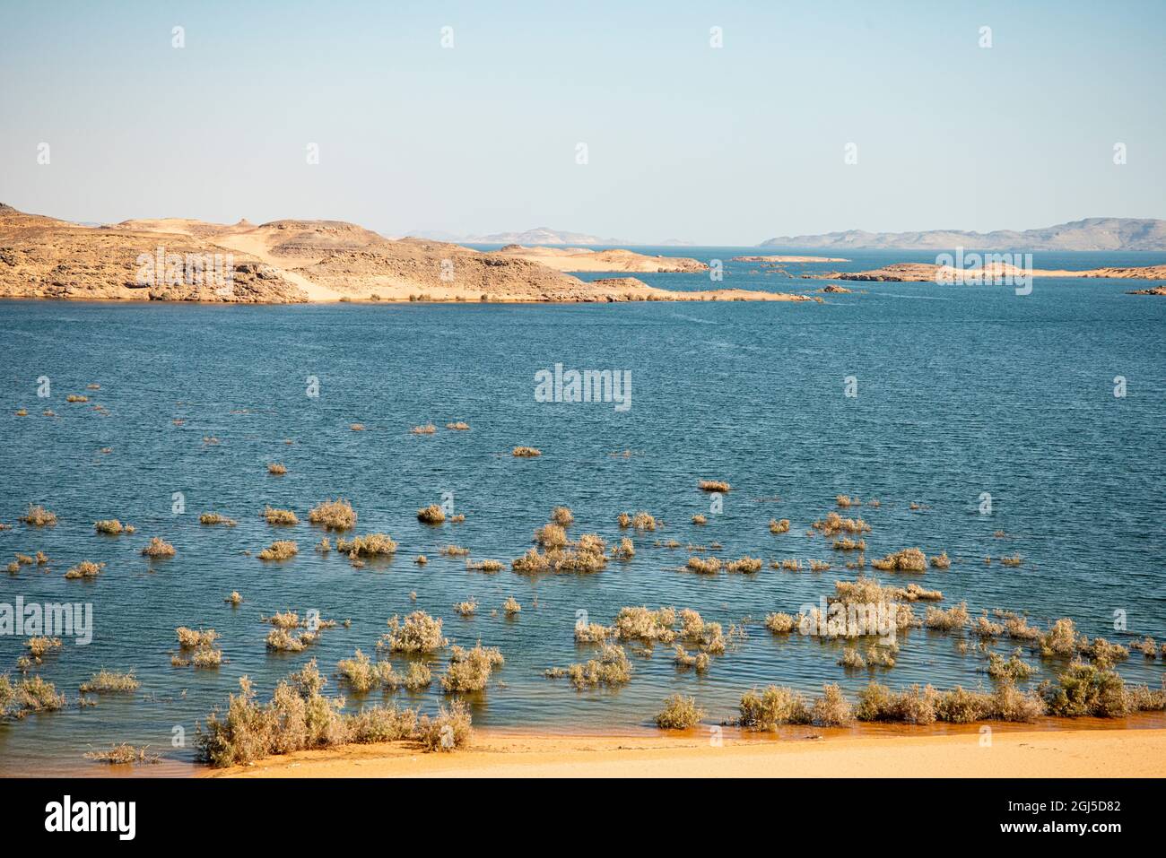 Haute Égypte, au sud d'Assouan. Sur le lac Nasser (Cisjordanie) près de Wadi al Sabua, les taureaux poussent près du rivage Banque D'Images