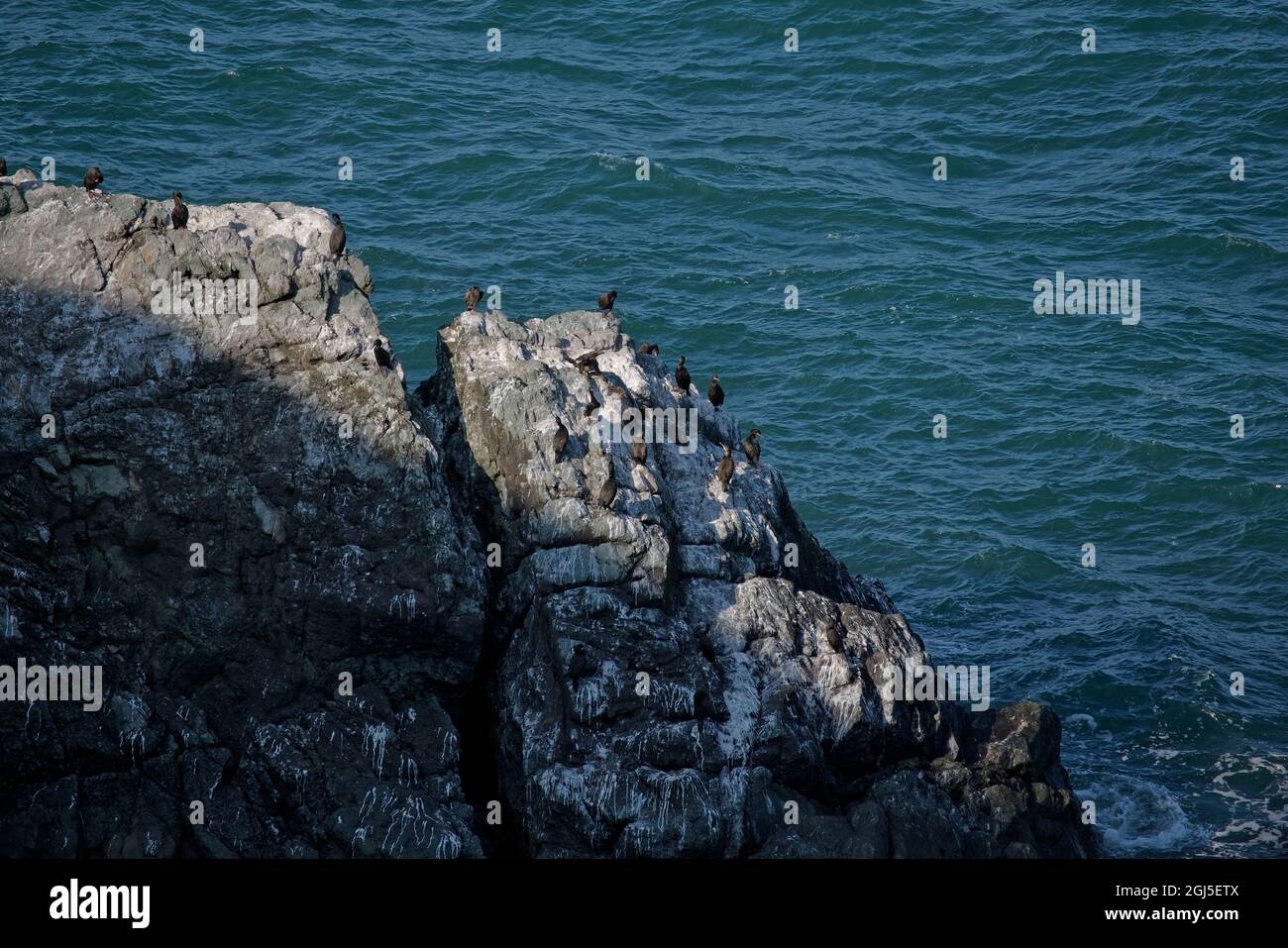 Colonie de cormorans sur les falaises irlandaises Banque D'Images