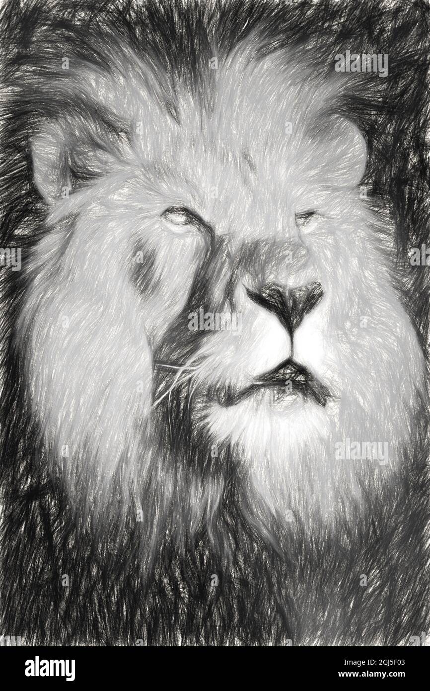 Afrique, Kenya. Dessin noir et blanc de lion mâle. Banque D'Images