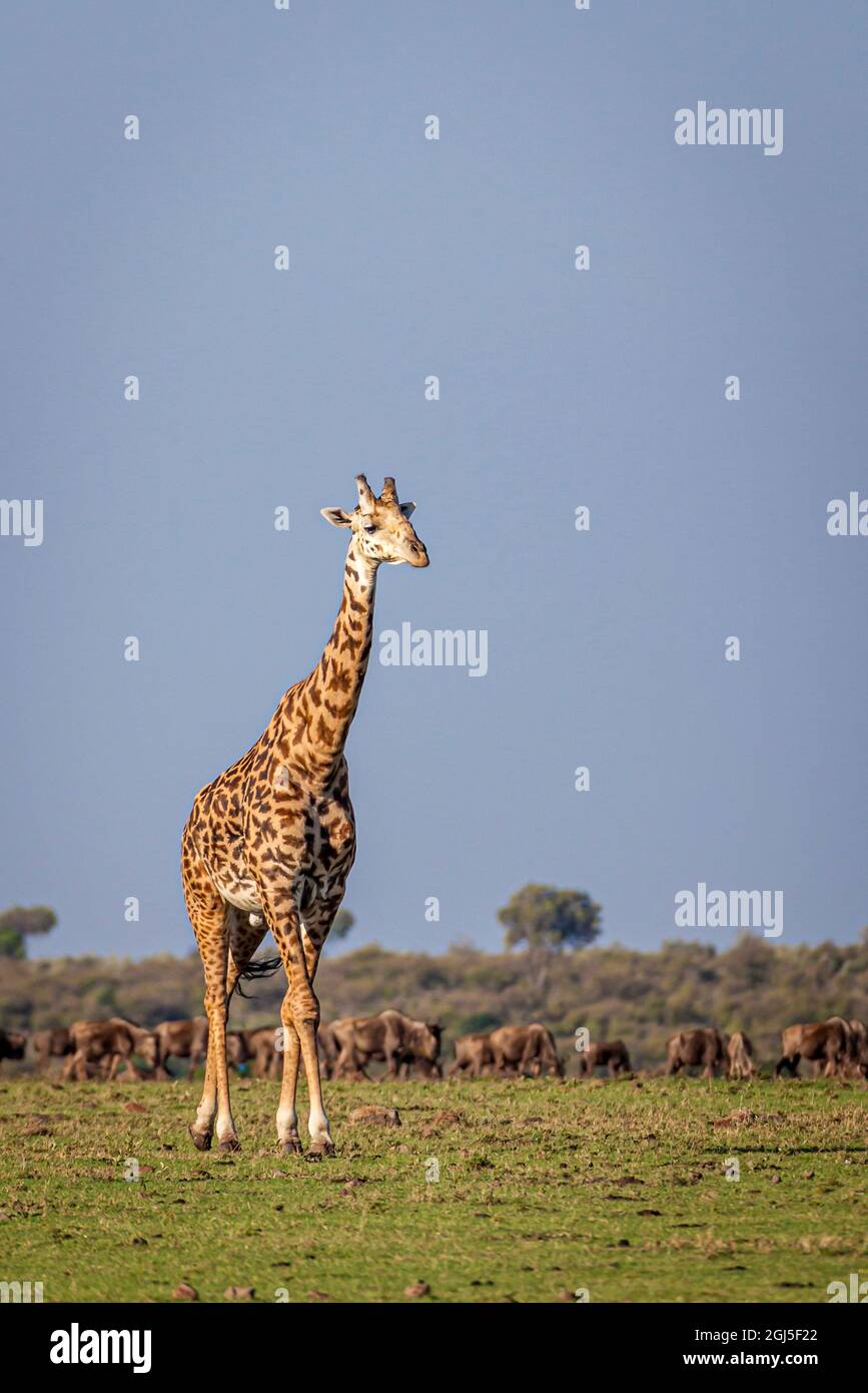 La girafe de Maasai est si grande sur un fond de wildebeest. Banque D'Images