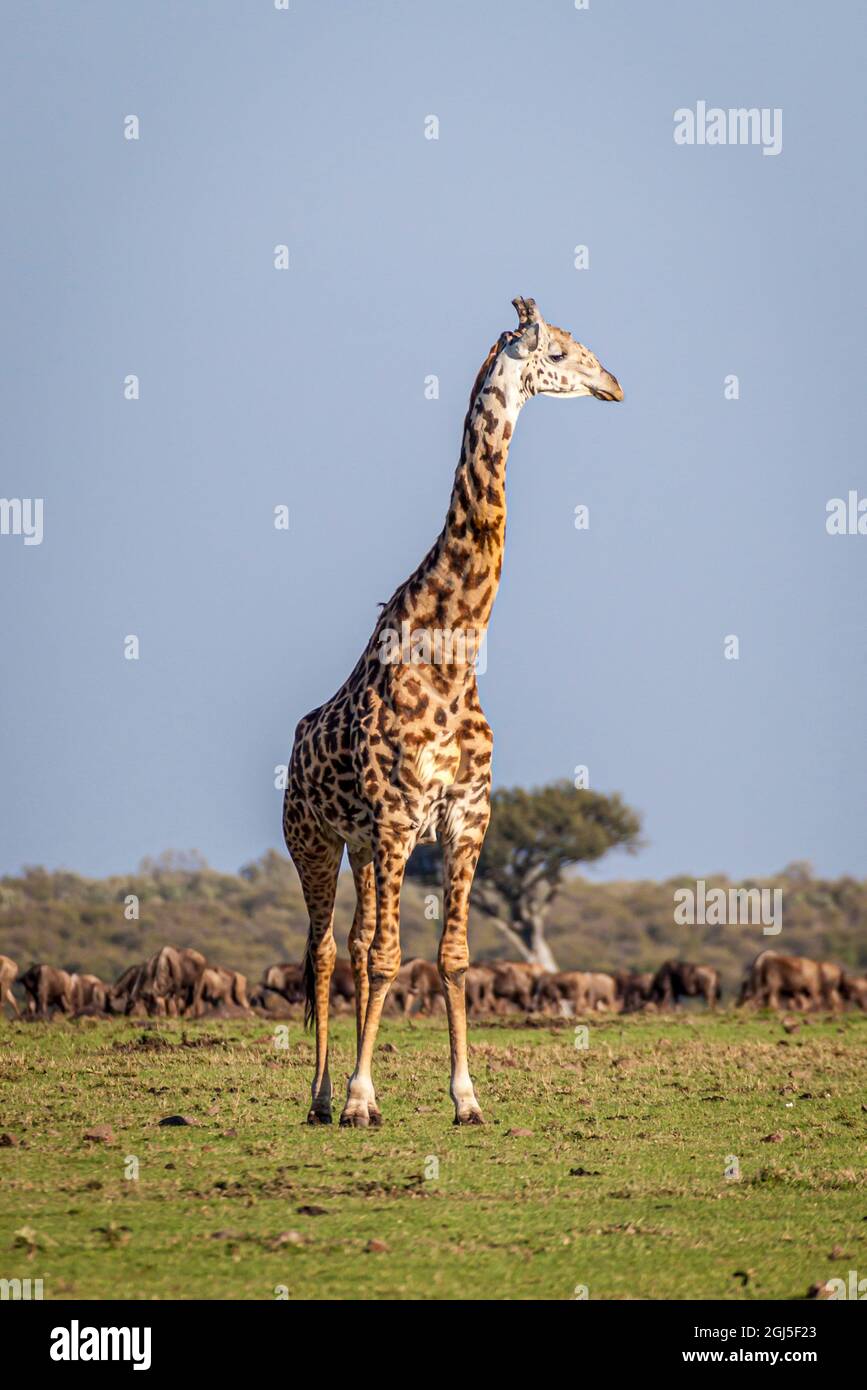 La girafe de Maasai est si grande sur un fond de wildebeest. Banque D'Images