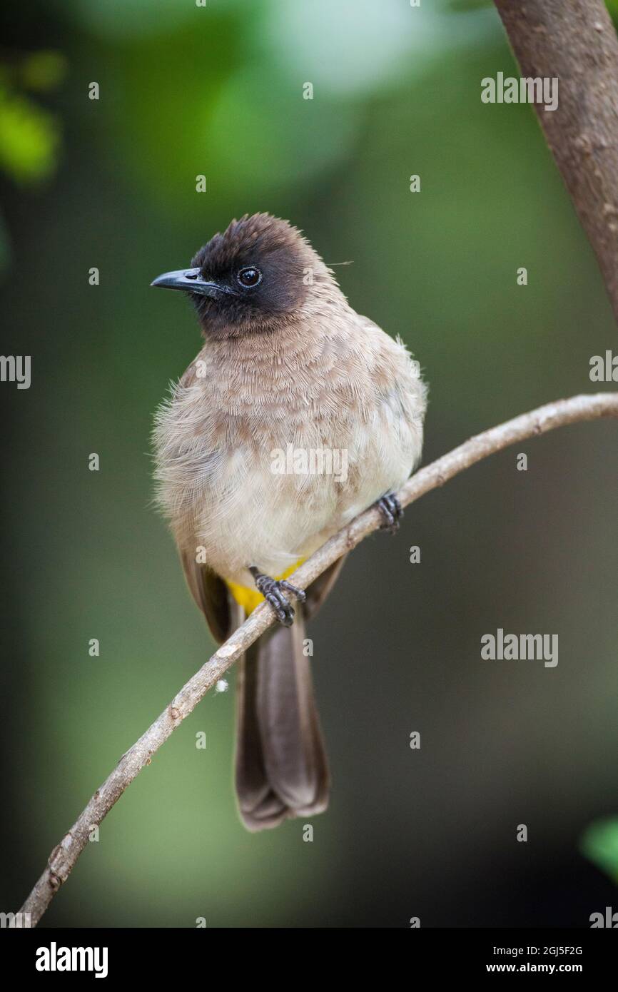Un bulbul à plafond foncé perché sur une branche. Banque D'Images