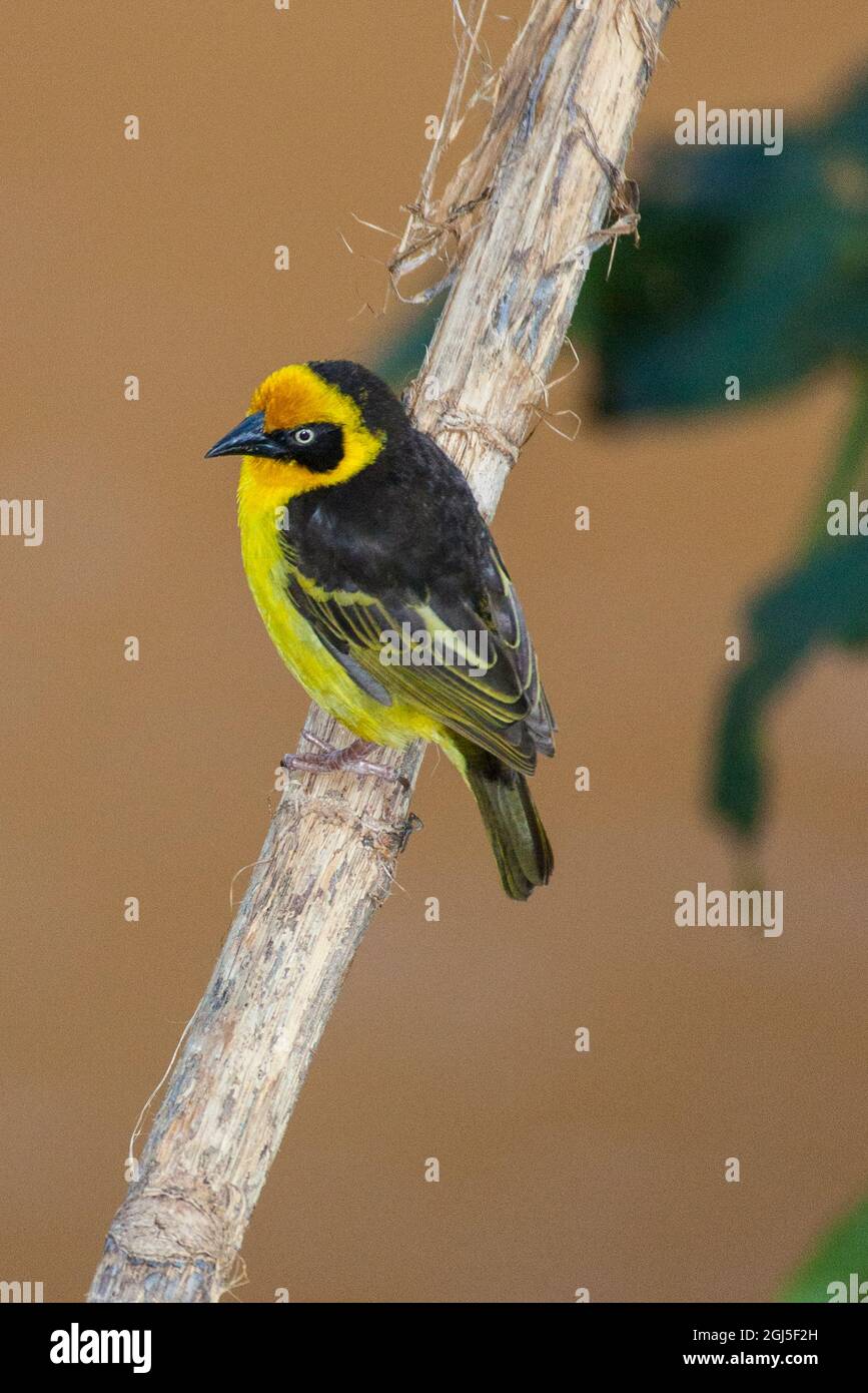 Un tisserand de baglafecht perché sur une branche. Banque D'Images