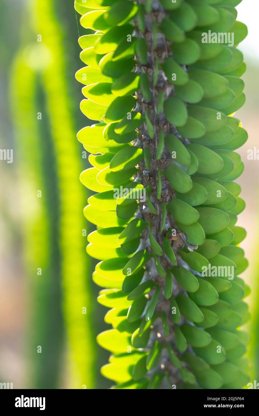 Afrique, Madagascar Spiny Forest, Anosy. Madagascar ocotillo plante avec leurs feuilles germer directement de leurs troncs. Banque D'Images
