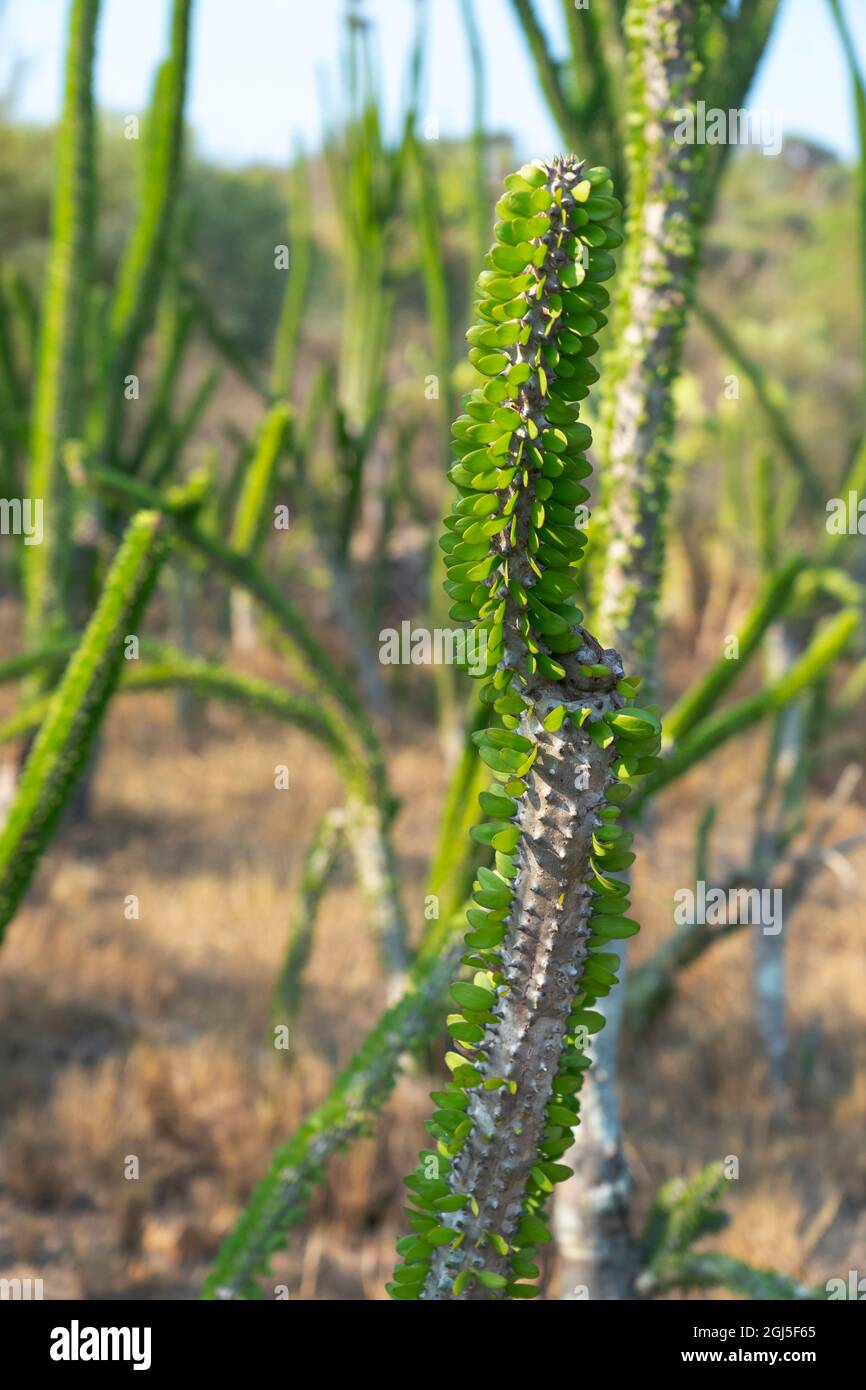Afrique, Madagascar Spiny Forest, Anosy. Madagascar ocotillo plante avec leurs feuilles germer directement de leurs troncs. Banque D'Images
