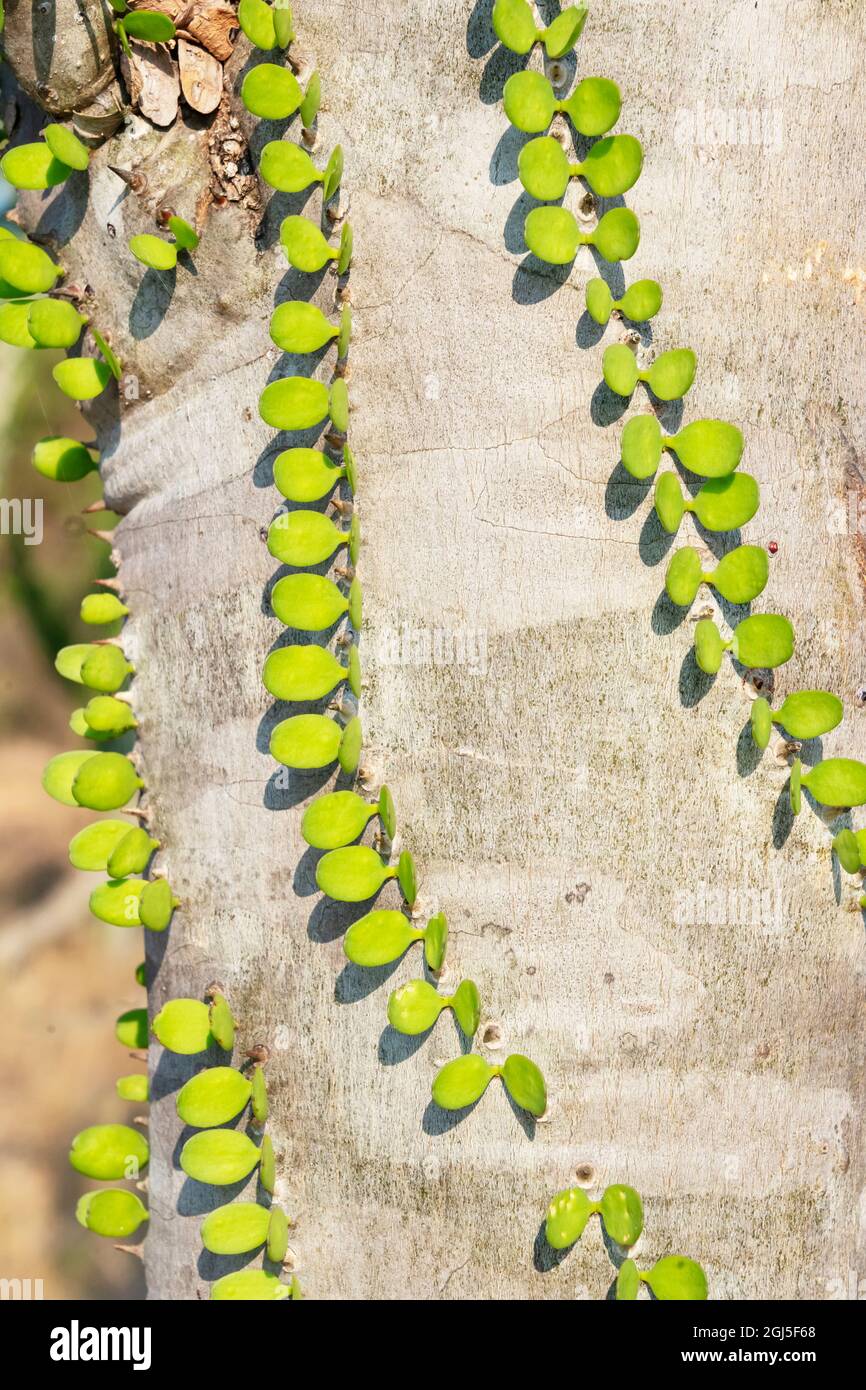 Afrique, Madagascar Spiny Forest, Anosy. Madagascar ocotillo plante avec leurs feuilles germer directement de leurs troncs. Banque D'Images