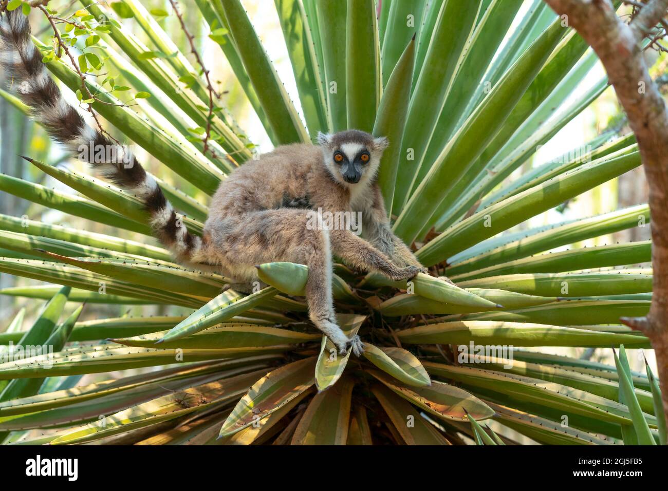 Afrique, Madagascar, région d'Anosy, Réserve de Berenty. Un lémurien est soigneusement placé parmi les feuilles d'une plante de sisal. Banque D'Images